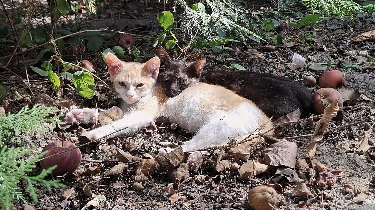 chaton miaulant