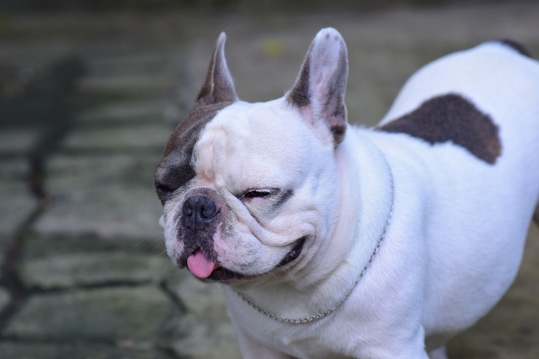 chien bouledogue drôle
