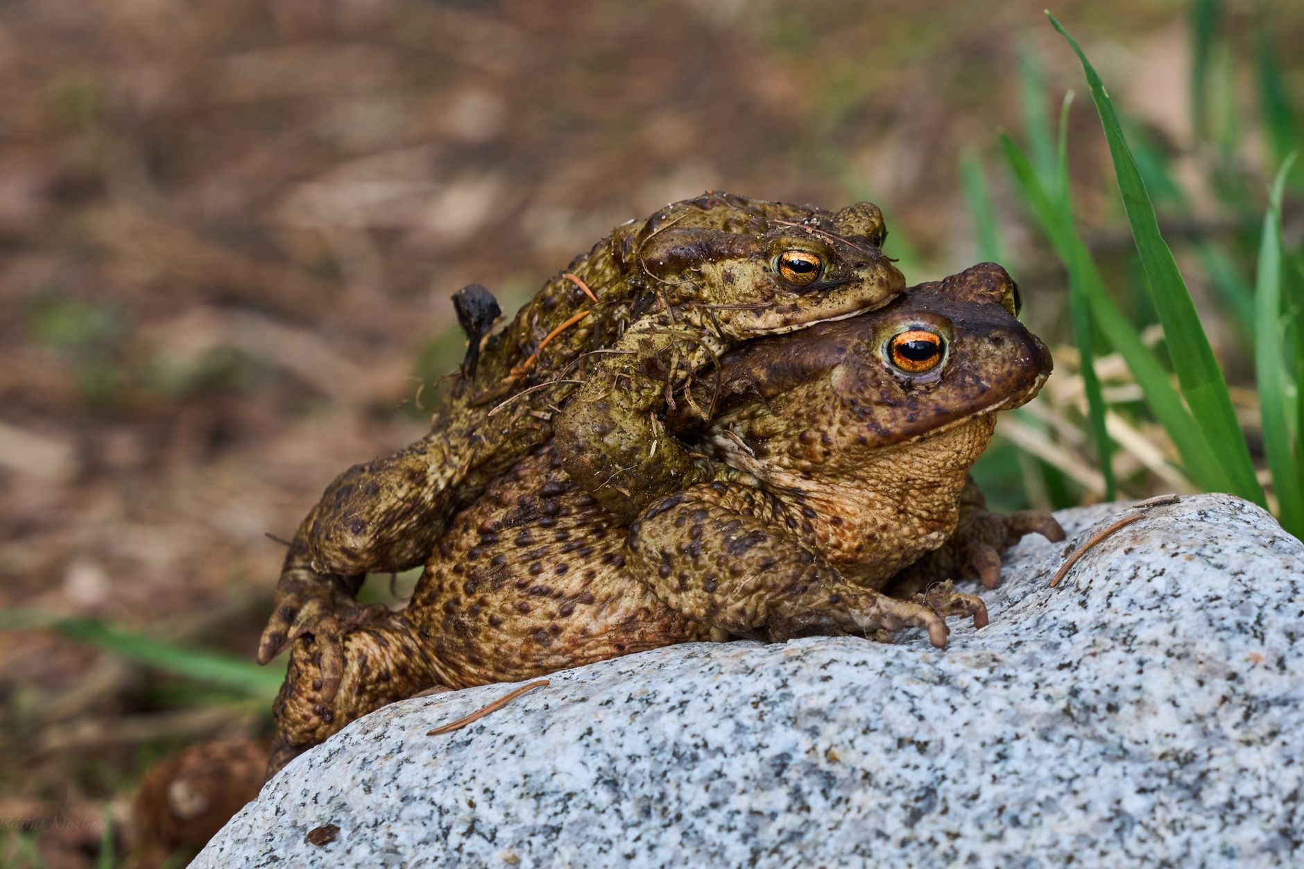 crottes de crapaud jardin