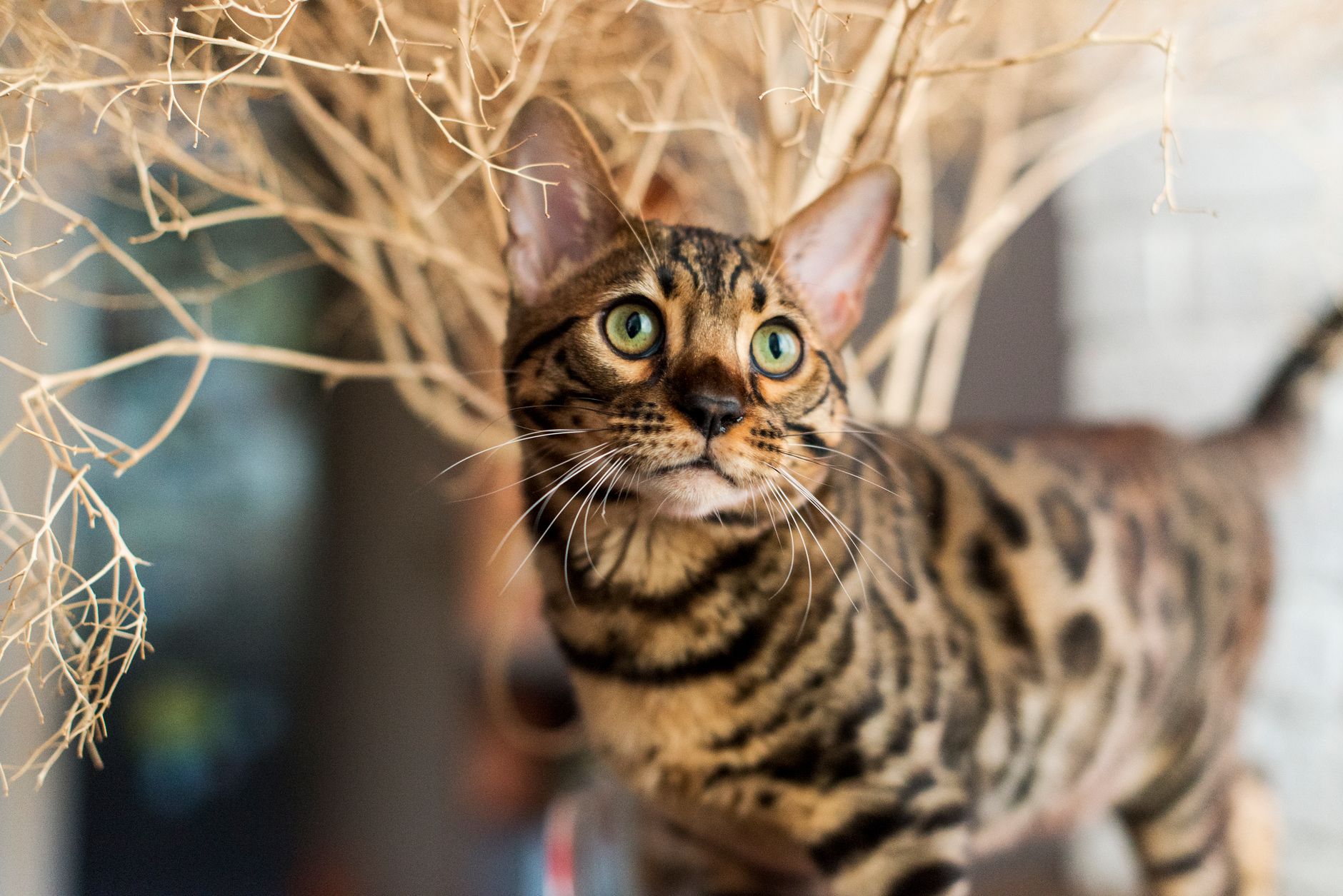 chat Bengal élevage