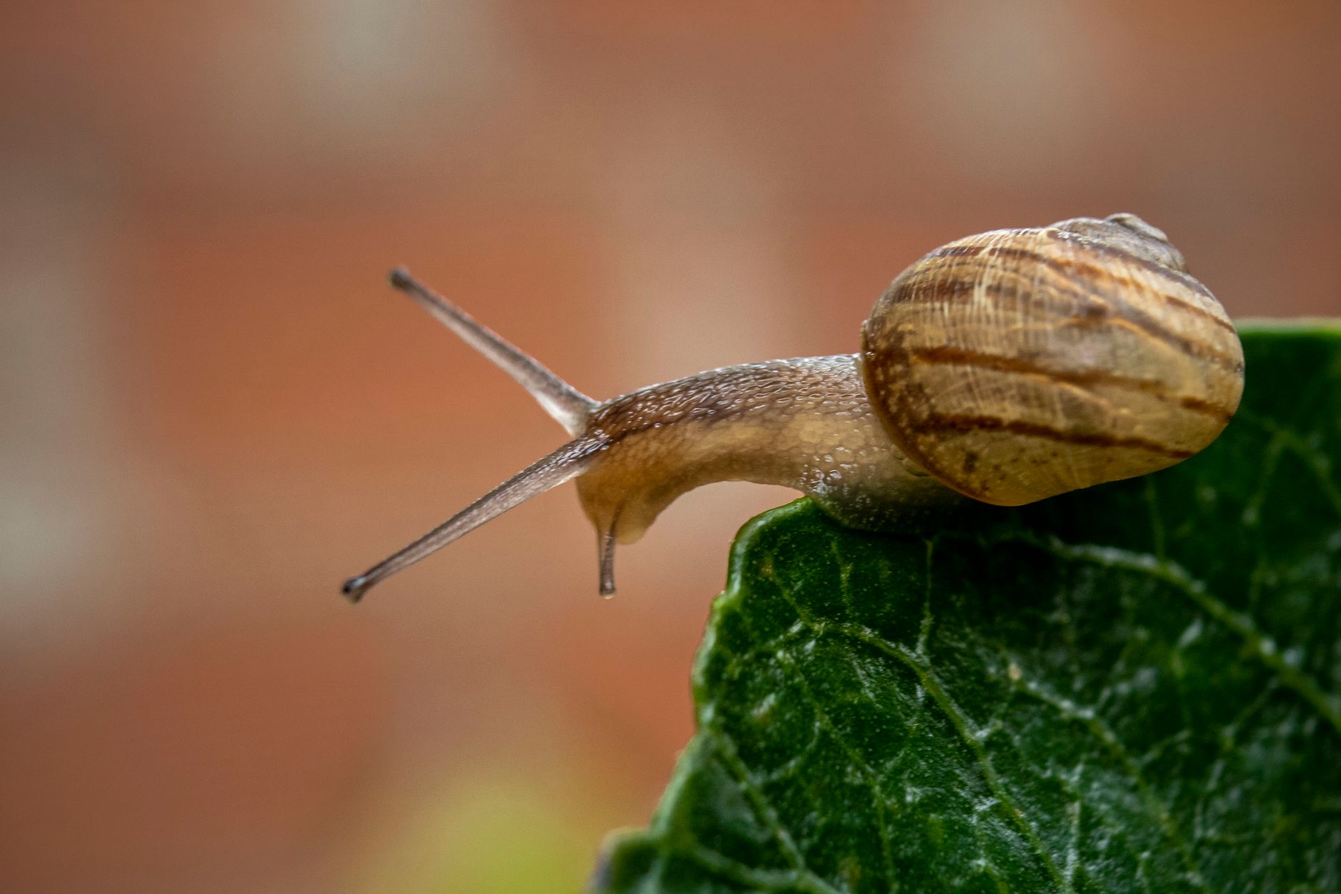 escargot feuilles salade