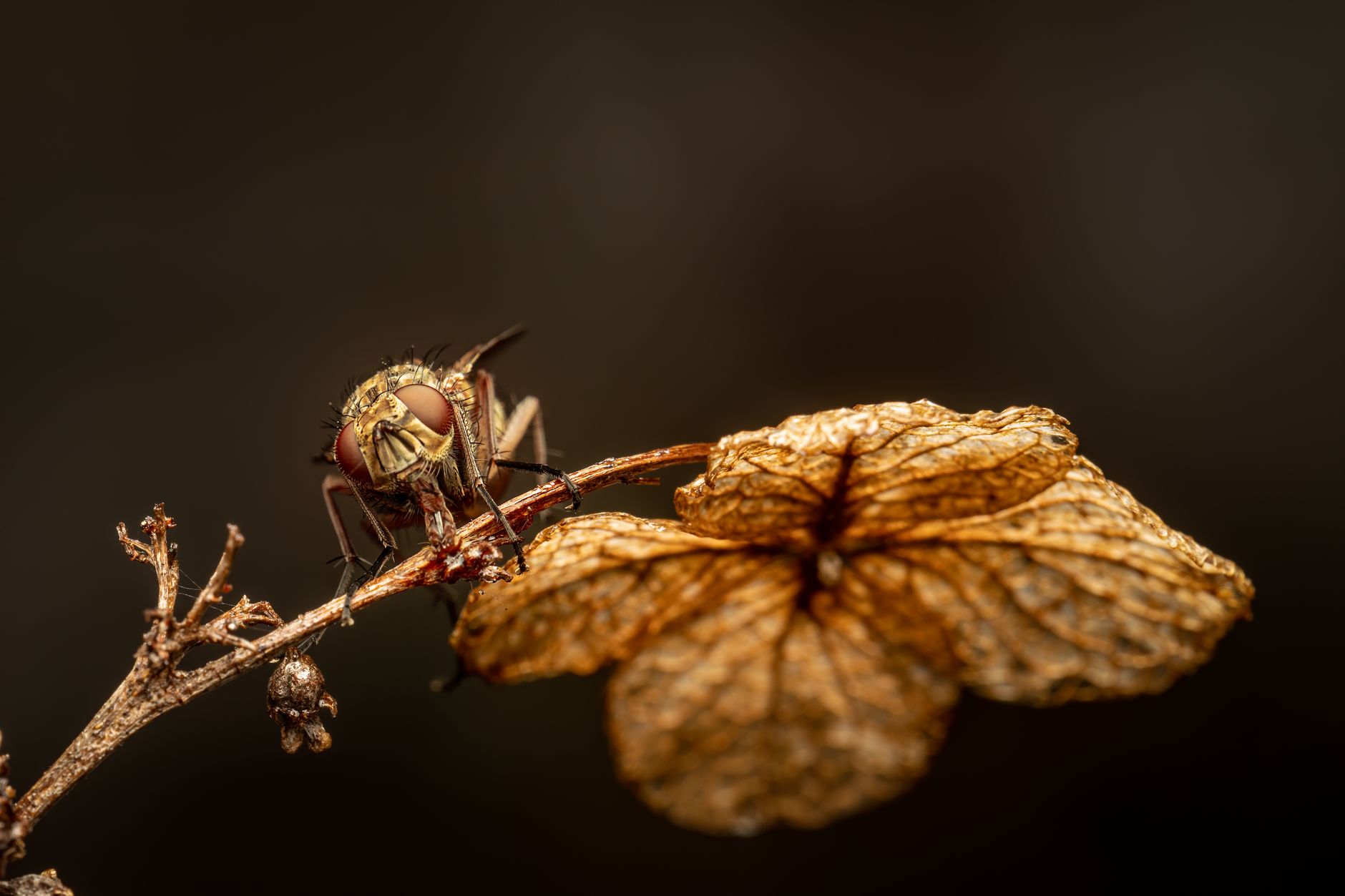 pupe de mouche maison