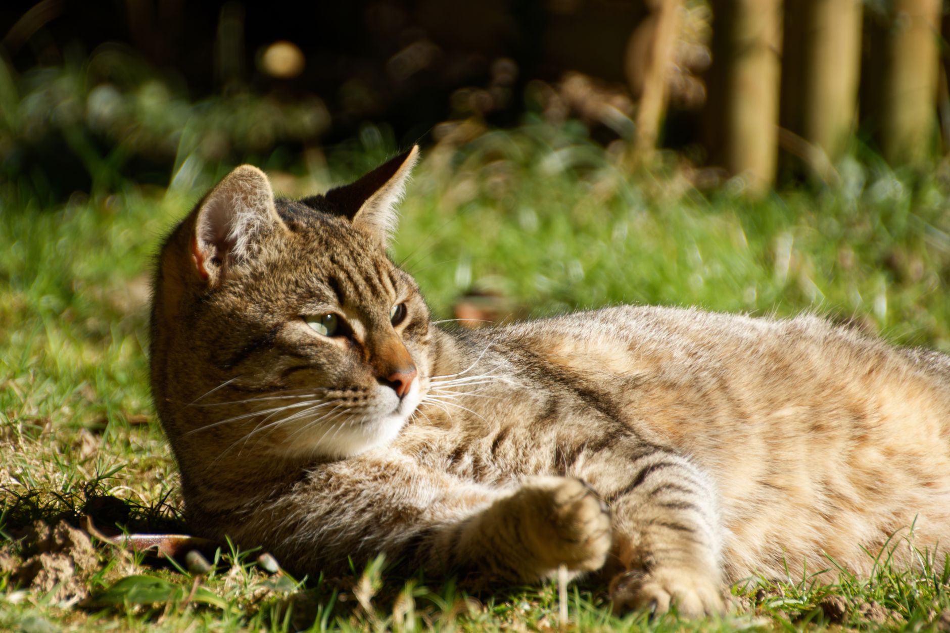 chat jardin répulsif