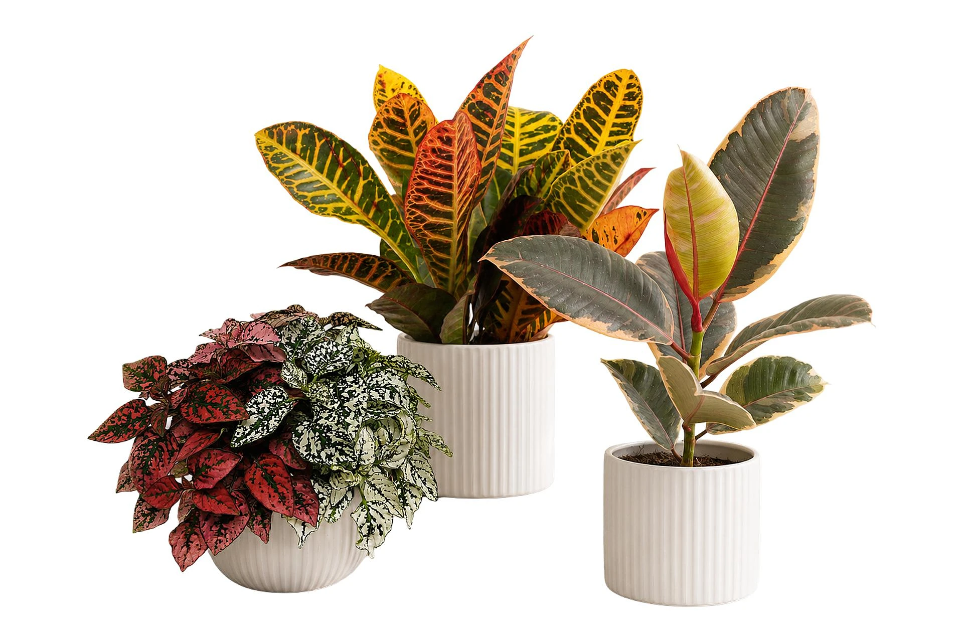 Arrosoir à bec fin et cache-pot en céramique posés près de plantes d'intérieur vertes